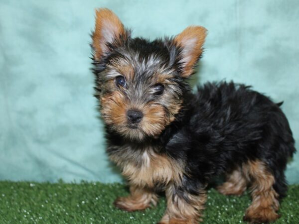 Yorkshire Terrier DOG Female Black and Tan 18564 Petland Rome, Georgia