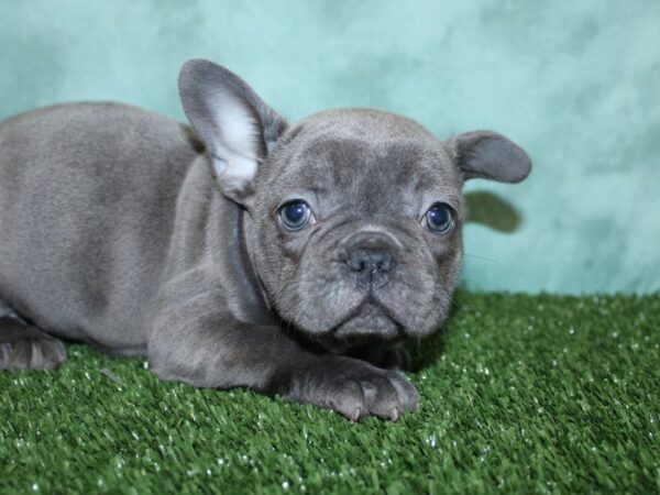 French Bulldog DOG Female Blue 18562 Petland Rome, Georgia