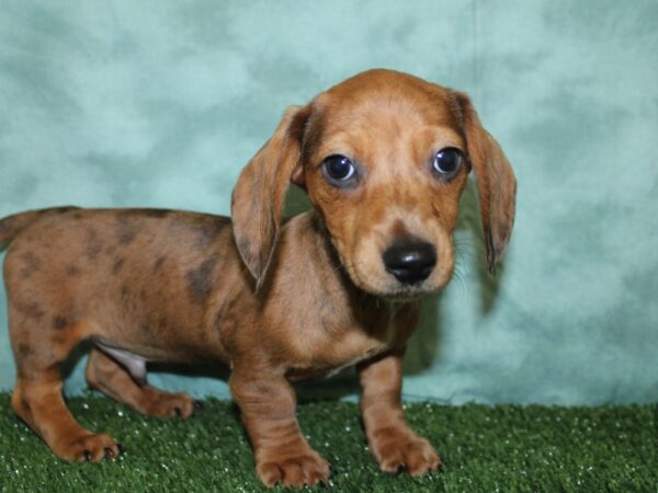 Dachshund DOG Male Red 18561 Petland Rome, Georgia