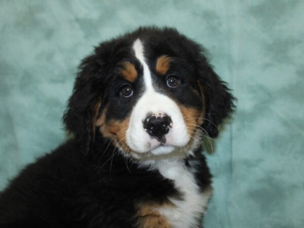 Bernese Mountain Dog DOG Female Black Rust and White 18560 Petland Rome, Georgia