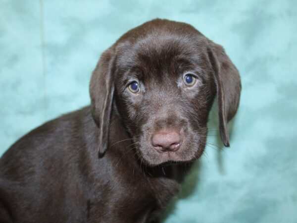 Labrador Retriever DOG Female Chocolate 18559 Petland Rome, Georgia