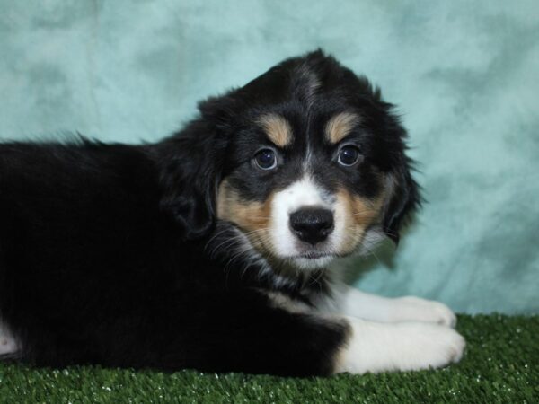 Mini Aussie-DOG-Male-Black Tri-18558-Petland Rome, Georgia