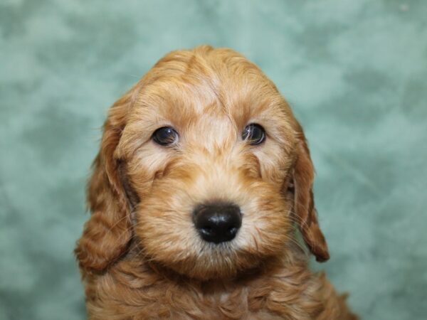 F2 MINI GOLDENDOODLE DOG Male Red 18557 Petland Rome, Georgia