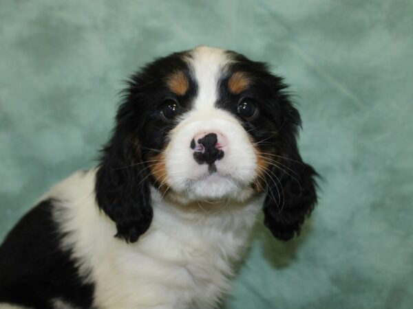 Mini Bernese DOG Male Tri Color 18556 Petland Rome, Georgia