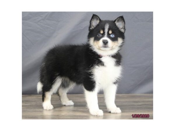 Pomsky DOG Female Black / White 8216 Petland Rome, Georgia