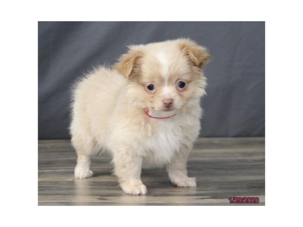 Chihuahua DOG Female Cream 8217 Petland Rome, Georgia