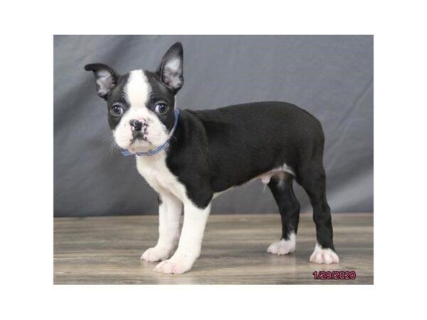 Boston Terrier DOG Male Black / White 8220 Petland Rome, Georgia