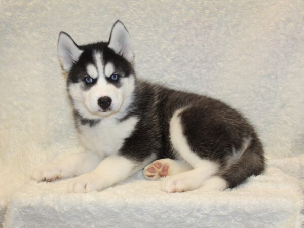 Siberian Husky DOG Male Black White 8198 Petland Rome, Georgia