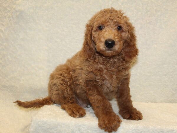 MOYEN POODLE DOG Female RED 8195 Petland Rome, Georgia