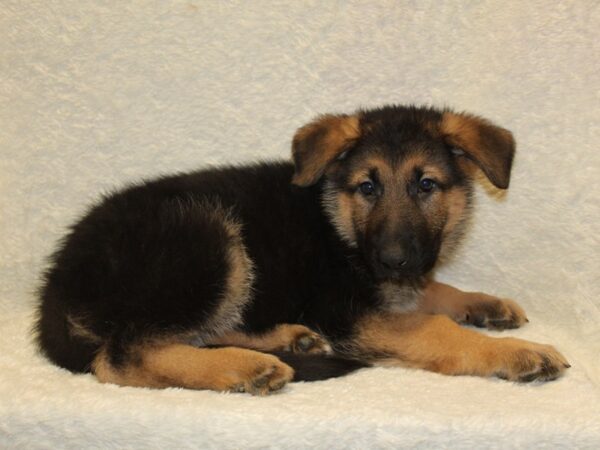 German Shepherd DOG Male Black and Tan 8197 Petland Rome, Georgia