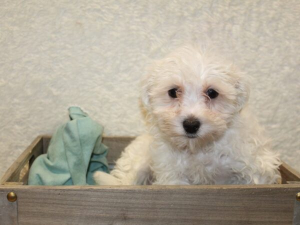 Yochon DOG Female WHITE 8212 Petland Rome, Georgia