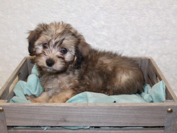 Morkie DOG Male BEIGE 8211 Petland Rome, Georgia