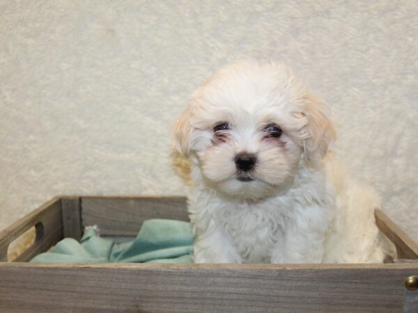 Marshmallow-DOG-Female-BROWN WHITE-8214-Petland Rome, Georgia