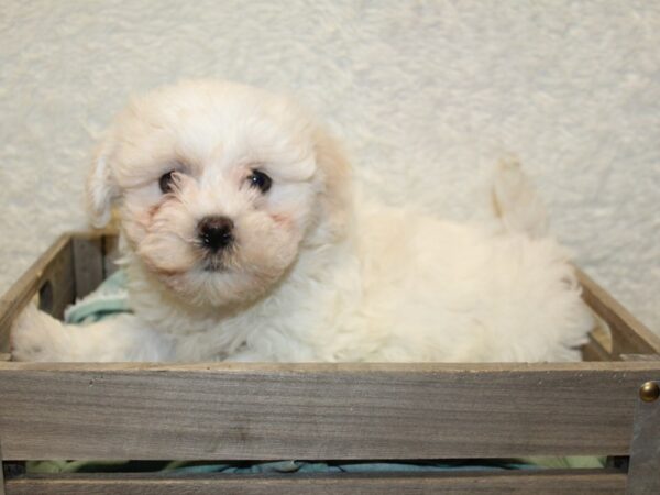 Havachon-DOG-Male-CREAM WHITE-8215-Petland Rome, Georgia