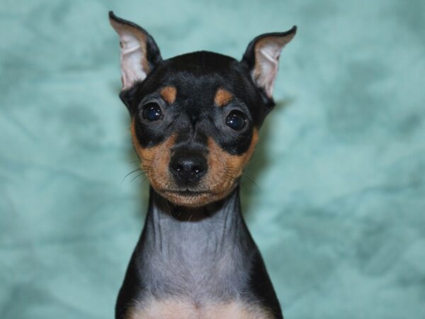 Miniature Pinscher DOG Female Black / Rust 18580 Petland Rome, Georgia