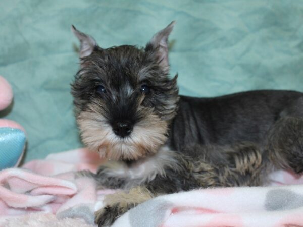 Miniature Schnauzer DOG Female Salt / Pepper 18582 Petland Rome, Georgia