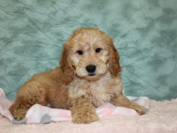 Goldendoodle Mini-DOG-Male-Golden-18585-Petland Rome, Georgia