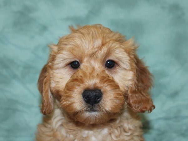 Goldendoodle Mini DOG Female Golden 18584 Petland Rome, Georgia