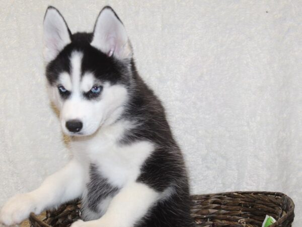 Siberian Husky DOG Male Black White 8199 Petland Rome, Georgia