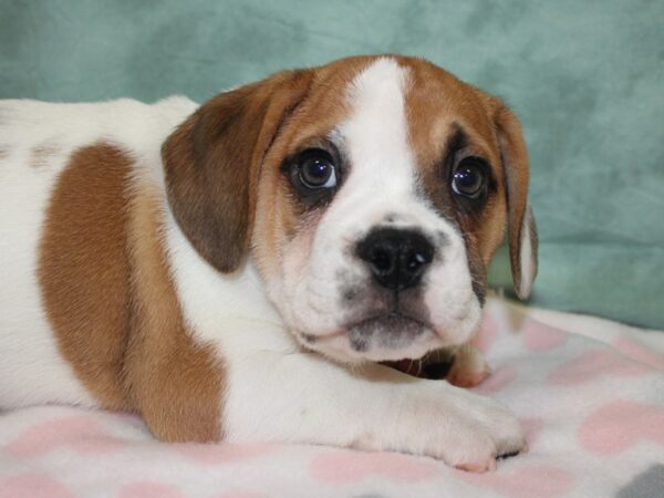 Beabull DOG Male FAWN WHITE 18595 Petland Rome, Georgia