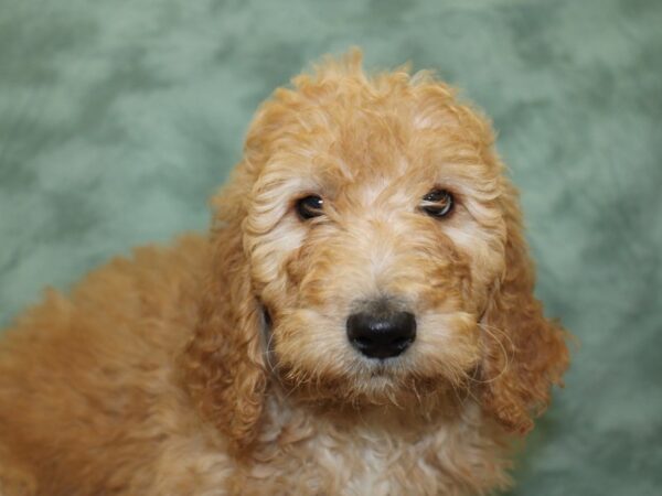 F2 ST Goldendoodle DOG Female Red 18588 Petland Rome, Georgia