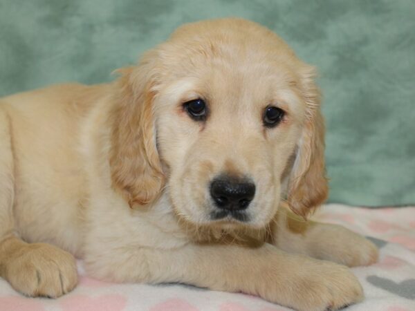 Golden Retriever DOG Female Golden 18589 Petland Rome, Georgia