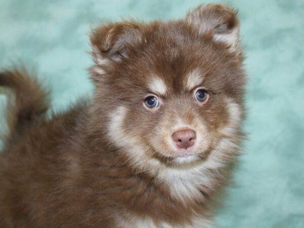 Pomsky DOG Male RED WHITE 18594 Petland Rome, Georgia