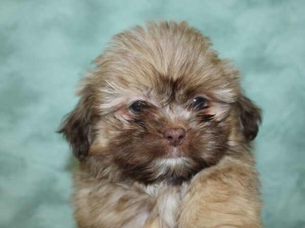 Shih Tzu DOG Male CHOC 18593 Petland Rome, Georgia