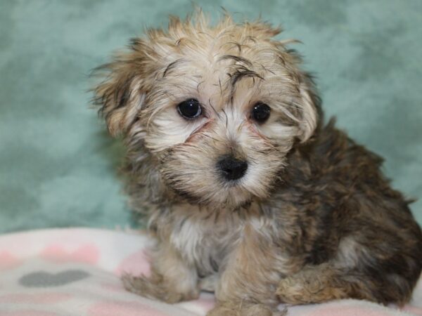 Morkie DOG Female BIEGE 18591 Petland Rome, Georgia