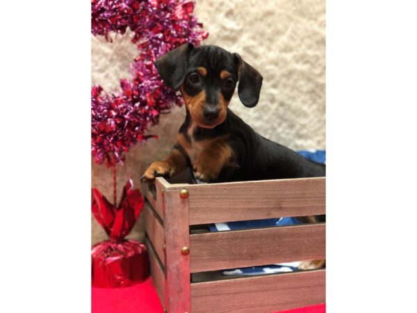 Dachshund DOG Male BLK TAN 8224 Petland Rome, Georgia