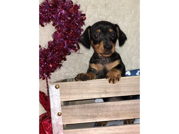 Dachshund DOG Female BLK TAN 8223 Petland Rome, Georgia