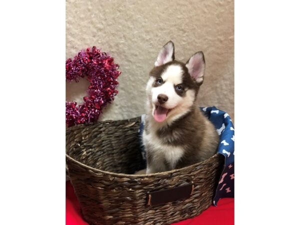 Pomsky DOG Female RED WHITE 8225 Petland Rome, Georgia