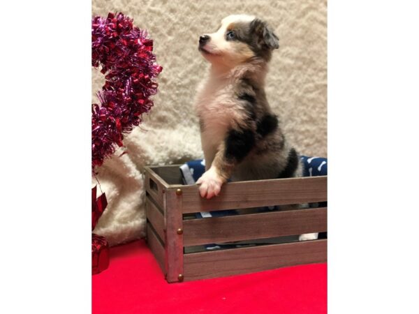 Mini Aussie-DOG-Female-Blue Merle-8222-Petland Rome, Georgia