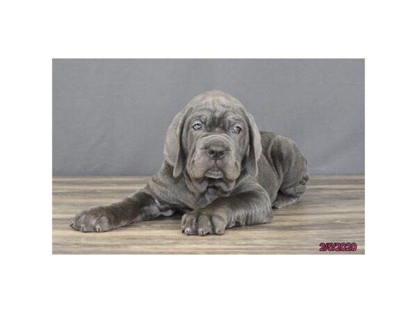 Neapolitan Mastiff DOG Male Blue 8231 Petland Rome, Georgia