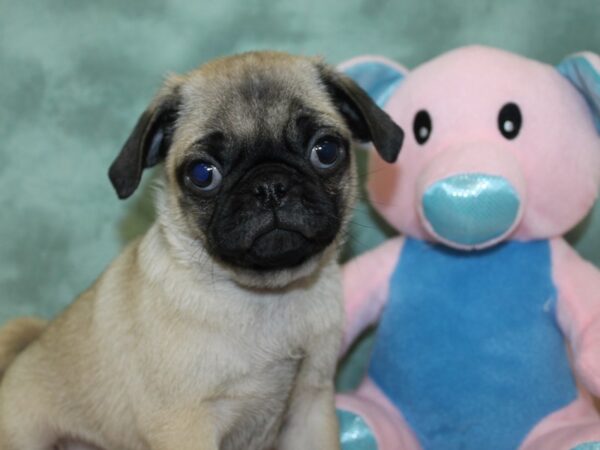 Pug DOG Male FAWN 18602 Petland Rome, Georgia