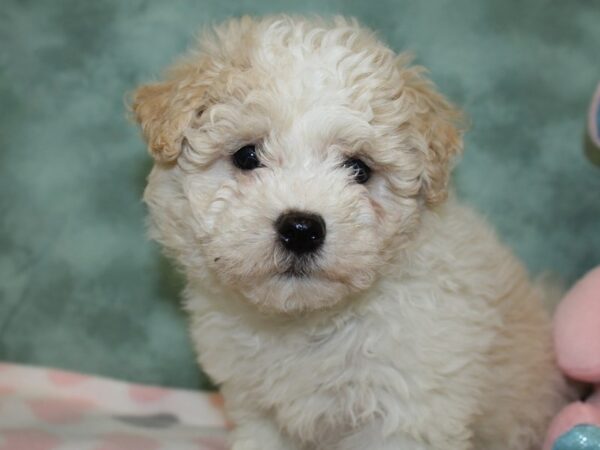 Havanese DOG Female FAWN WHITE 18601 Petland Rome, Georgia