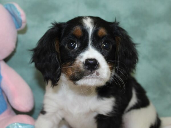 Mini Bernese-DOG-Female-Tri Color-18599-Petland Rome, Georgia