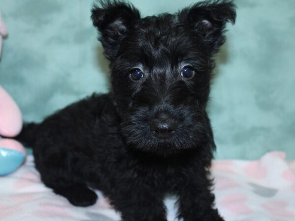 Scottish Terrier DOG Female Black 18598 Petland Rome, Georgia