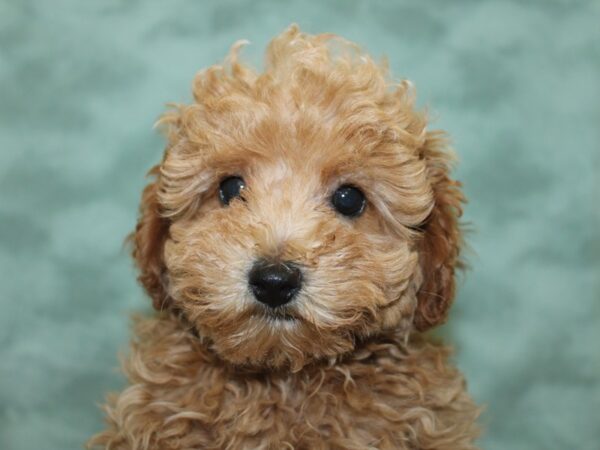 Poodle DOG Female Apricot 18597 Petland Rome, Georgia