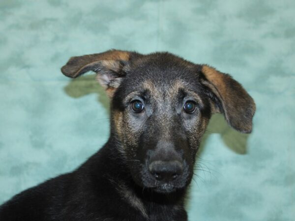 German Shepherd DOG Female Black & Tan 18533 Petland Rome, Georgia