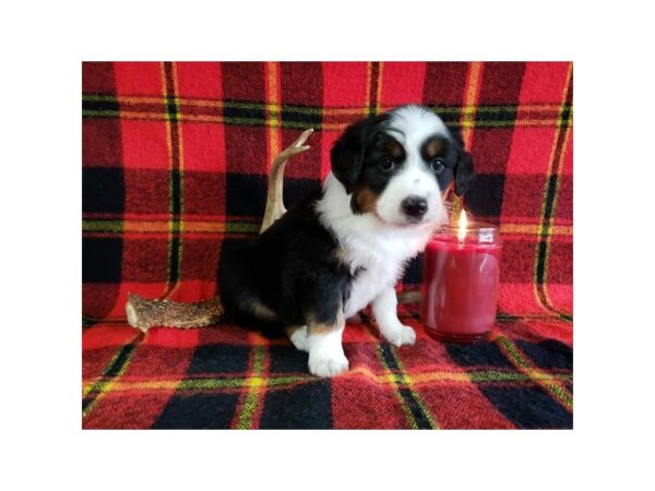 Australian Shepherd DOG Male Black / White 8238 Petland Rome, Georgia