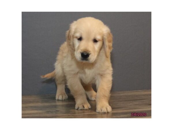 Golden Retriever DOG Male Light Golden 8239 Petland Rome, Georgia