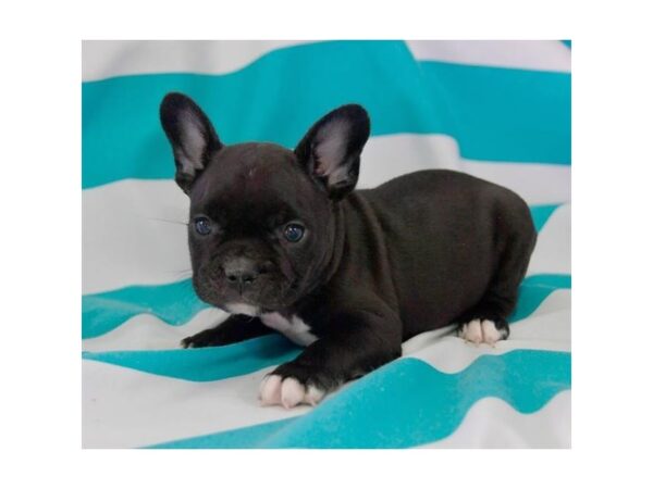 French Bulldog DOG Male Black 8240 Petland Rome, Georgia