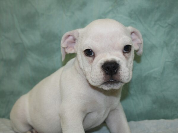 Bulldog Puggle (English Bulldog/Puggle-DOG-Male-FAWN WHITE-18614-Petland Rome, Georgia