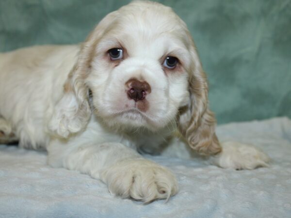 Cocker Spaniel DOG Male BUFF WHITE 18613 Petland Rome, Georgia