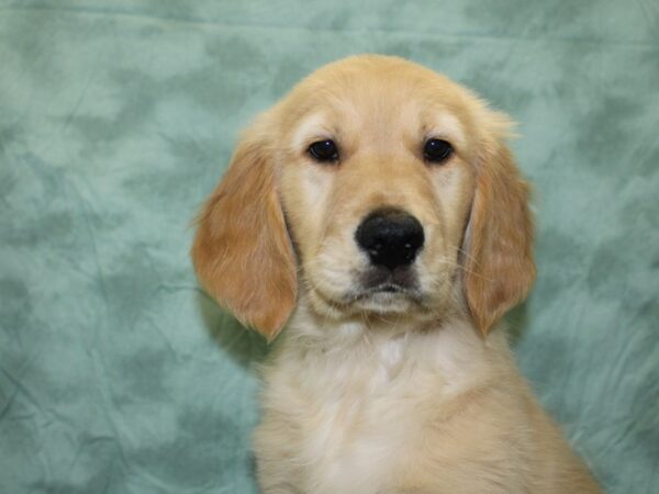 Golden Retriever DOG Male Light Golden 18604 Petland Rome, Georgia