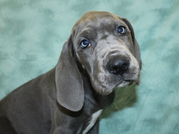 Great Dane DOG Female Gray 18608 Petland Rome, Georgia