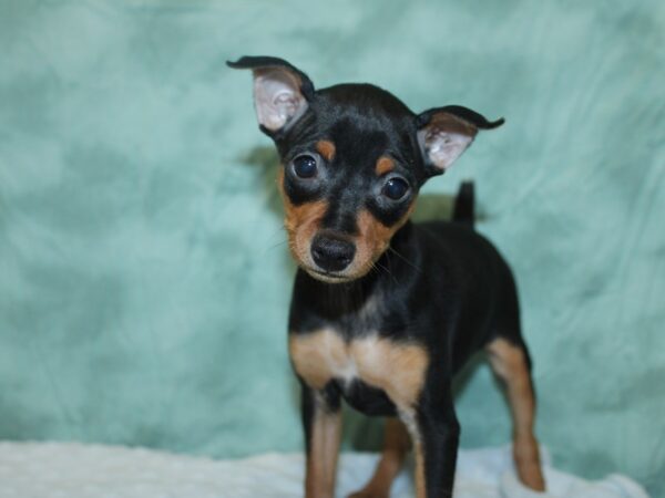 Miniature Pinscher DOG Female Black / Rust 18605 Petland Rome, Georgia