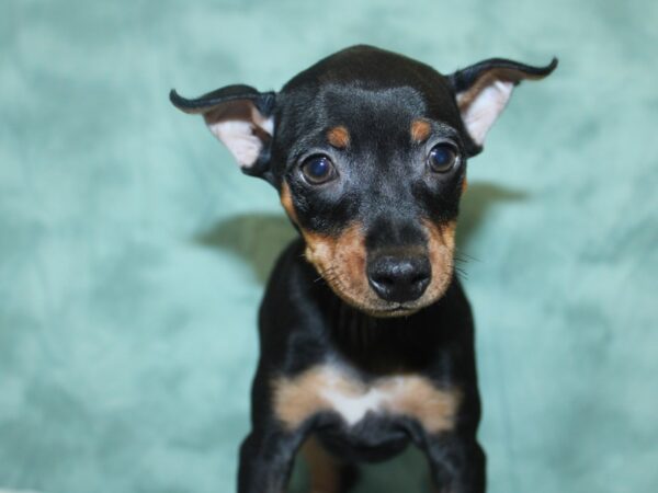 Miniature Pinscher DOG Male Black / Tan 18606 Petland Rome, Georgia