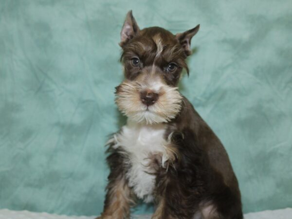 Miniature Schnauzer DOG Male LIVER WH 18612 Petland Rome, Georgia